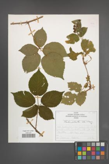 Rubus plicatus [KOR 50334]