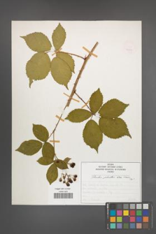 Rubus plicatus [KOR 50361]