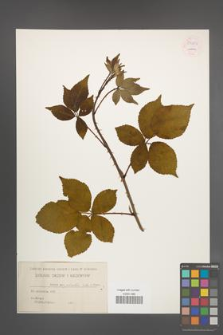 Rubus plicatus [KOR 54261]