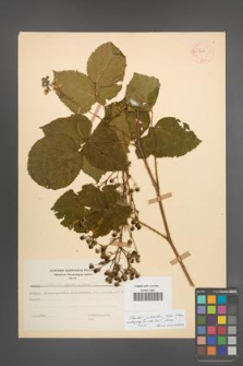 Rubus plicatus [KOR 54262]