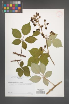 Rubus portae-moravicae [KOR 29469]