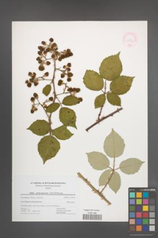 Rubus portae-moravicae [KOR 44459]