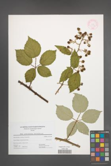 Rubus portae-moravicae [KOR 44481]