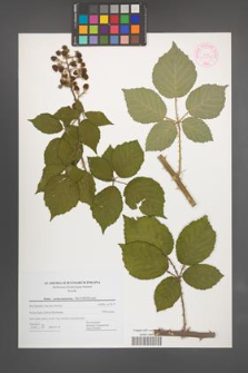 Rubus portae-moravicae [KOR 44478]