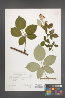 Rubus portae-moravicae [KOR 39876]
