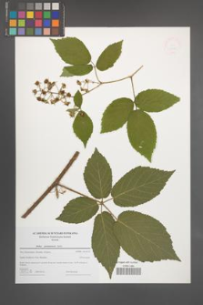 Rubus posnaniensis [KOR 49085]