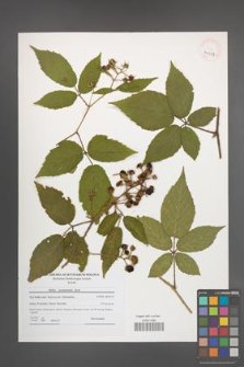 Rubus posnaniensis [KOR 40957]