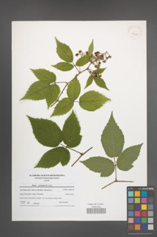 Rubus posnaniensis [KOR 41081]