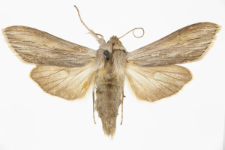Cucullia umbratica
