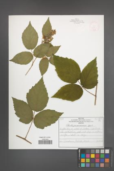 Rubus posnaniensis [KOR 52587]
