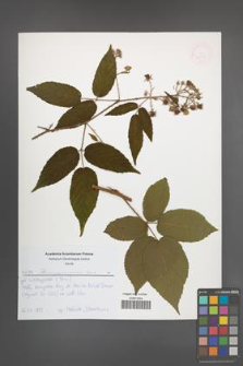Rubus posnaniensis [KOR 52619]
