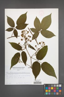 Rubus posnaniensis [KOR 52616]