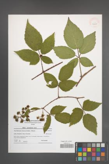 Rubus posnaniensis [KOR 41101]