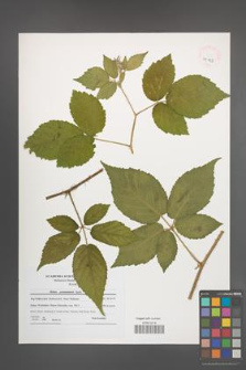 Rubus posnaniensis [KOR 41198]