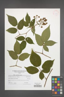 Rubus posnaniensis [KOR 41826]