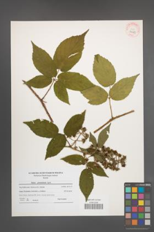 Rubus posnaniensis [KOR 40621]