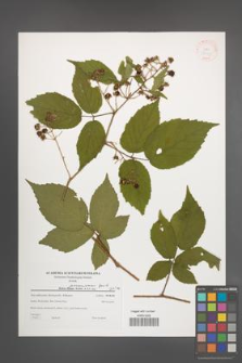 Rubus posnaniensis [KOR 38771]