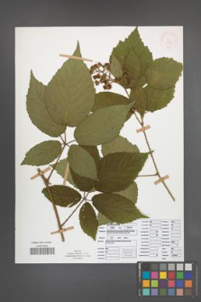 Rubus posnaniensis [KOR 52111]