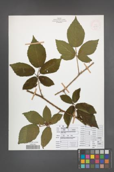 Rubus posnaniensis [KOR 52095]