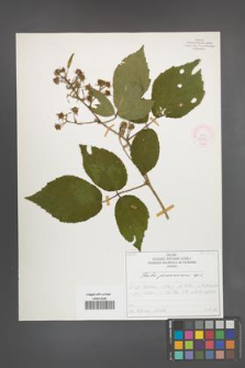 Rubus posnaniensis [KOR 52115]