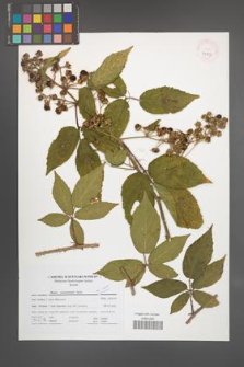 Rubus posnaniensis [KOR 41707]