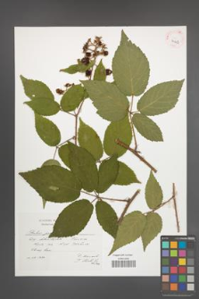 Rubus posnaniensis [KOR 41442]