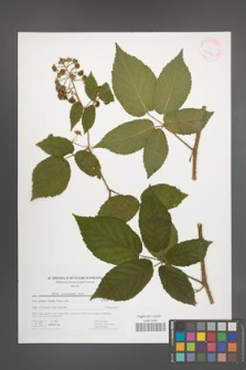 Rubus posnaniensis [KOR 41727]