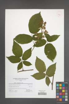 Rubus posnaniensis [KOR 42738]
