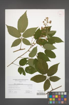 Rubus posnaniensis [KOR 42709]
