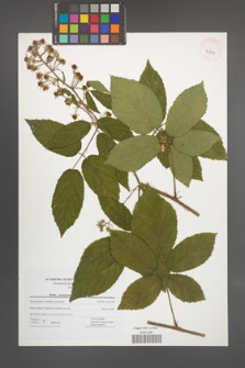 Rubus posnaniensis [KOR 42712]
