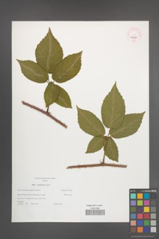Rubus posnaniensis [KOR 46238]