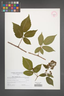 Rubus posnaniensis [KOR 44695]