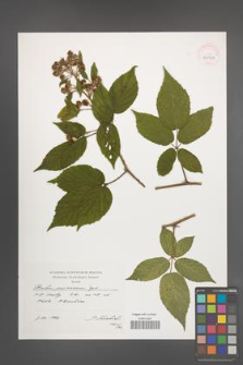 Rubus posnaniensis [KOR 39910]