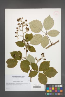 Rubus praecox [KOR 51838]