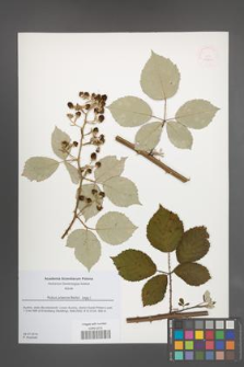 Rubus praecox [KOR 51814]