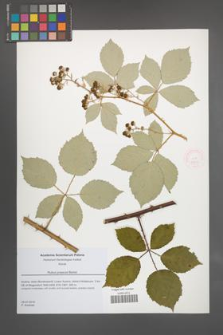Rubus praecox [KOR 51845]