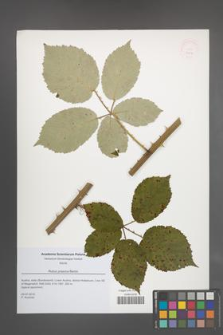 Rubus praecox [KOR 51846]