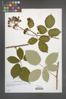 Rubus praecox [KOR 51847]
