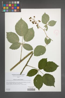 Rubus praecox [KOR 51830]