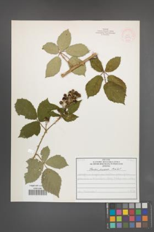 Rubus praecox [KOR 52059]