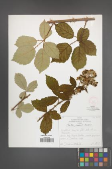Rubus praecox [KOR 52061]