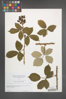 Rubus praecox [KOR 49065]