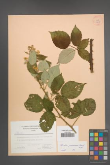 Rubus praecox [KOR 27085]