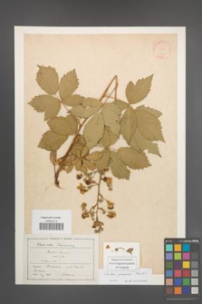 Rubus praecox [KOR 18445]