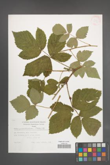 Rubus pseudoidaeus [KOR 32134]