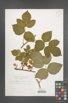 Rubus pseudoidaeus [KOR 32250]