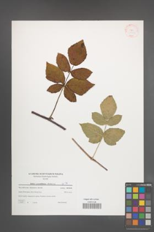 Rubus pseudidaeus [KOR 38828]