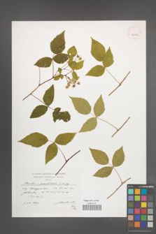 Rubus pseudidaeus [KOR 39064]
