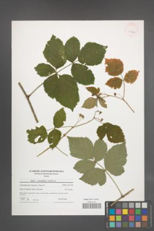 Rubus pseudidaeus [KOR 40862]