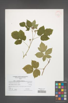 Rubus pseudidaeus [KOR 40815]